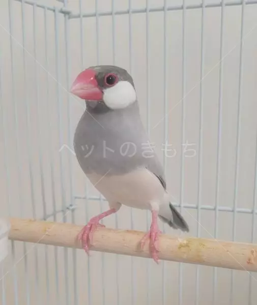 コメントの画像