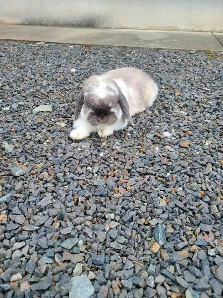 迷子ペットの画像