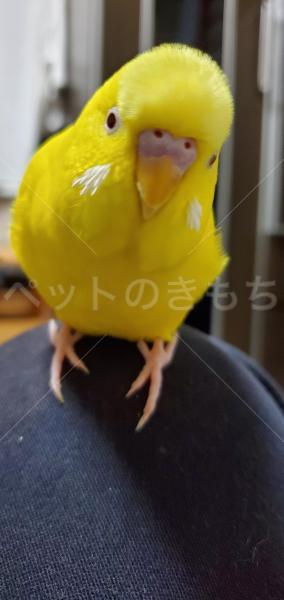 迷子鳥の画像