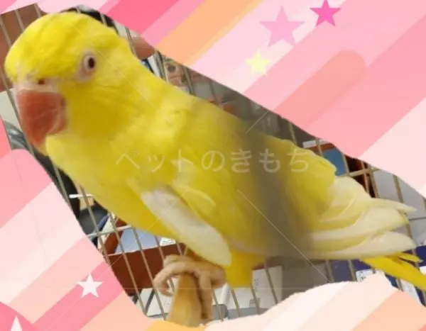 コメントの画像