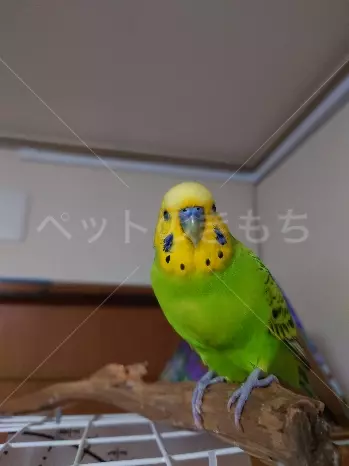 迷子鳥の画像