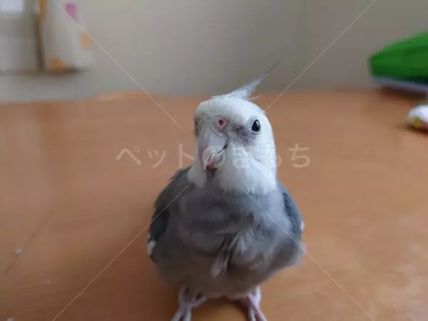迷子鳥の画像