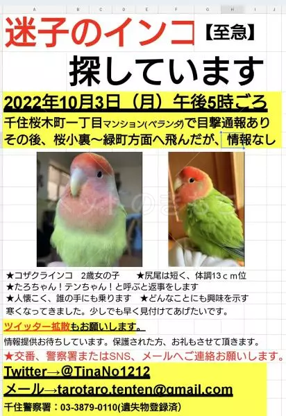 迷子鳥の画像