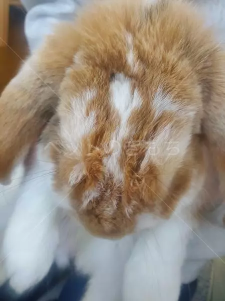 迷子ペットの画像