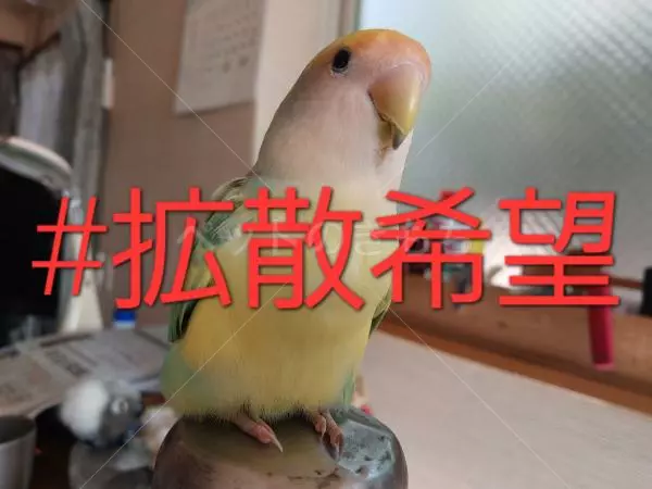 迷子鳥の画像