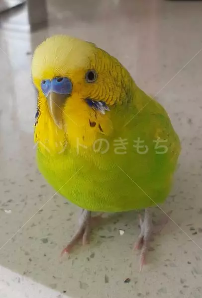 迷子鳥の画像