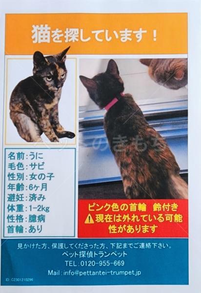 迷子猫の画像
