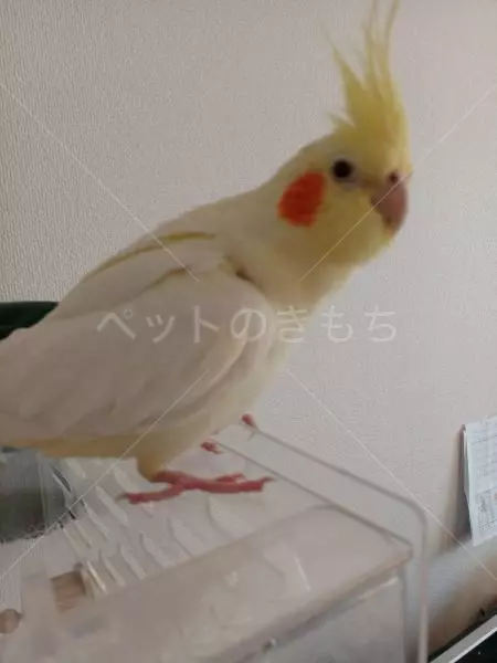 迷子鳥の画像