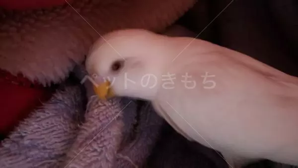 迷子鳥の画像