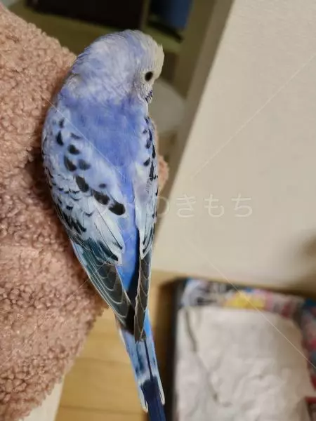 保護鳥の画像