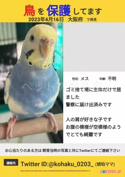 保護鳥の画像