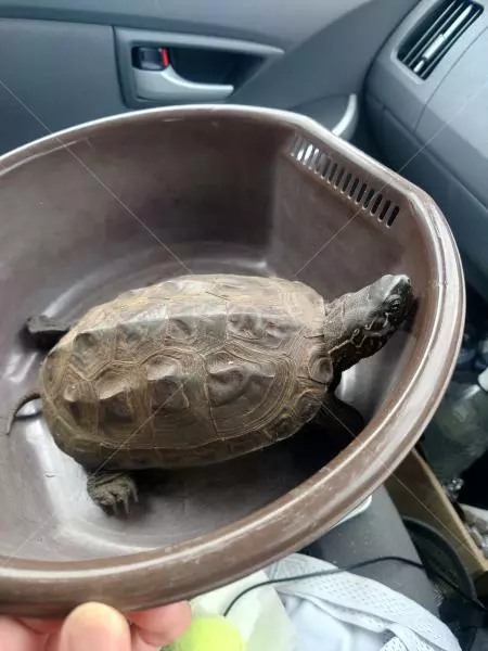 コメントの画像