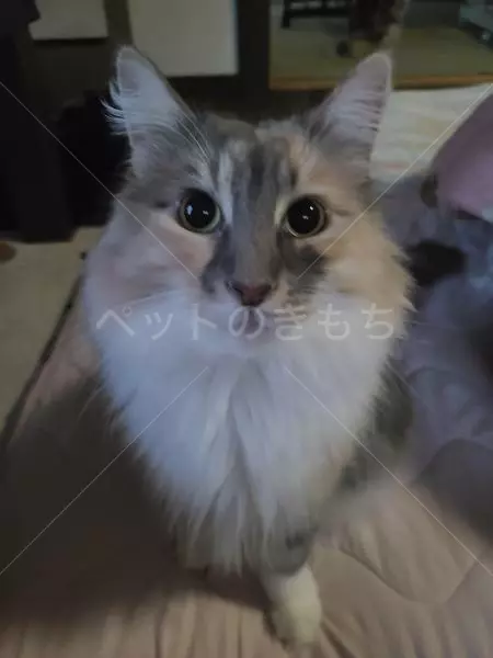 迷子猫の画像