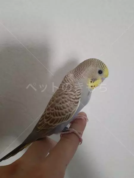 迷子鳥の画像