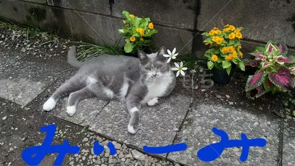 迷子猫の画像