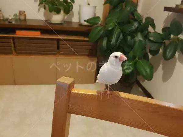 迷子鳥の画像
