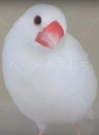 迷子鳥の画像