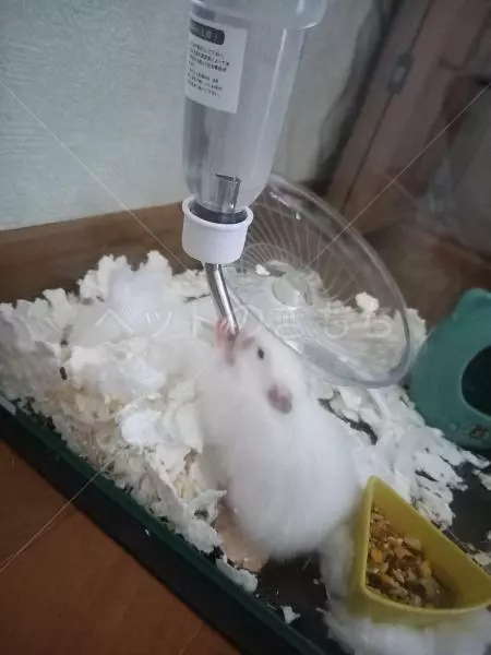 保護ペットの画像