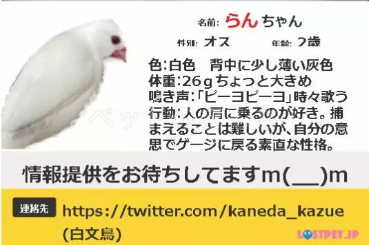 コメントの画像