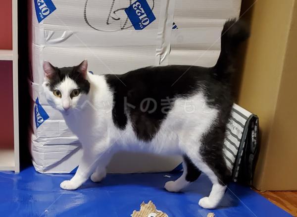 迷子猫の画像