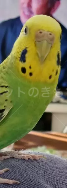 迷子鳥の画像