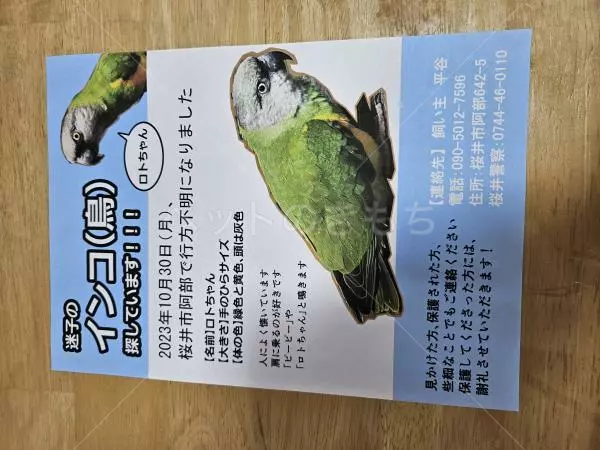 迷子鳥の画像