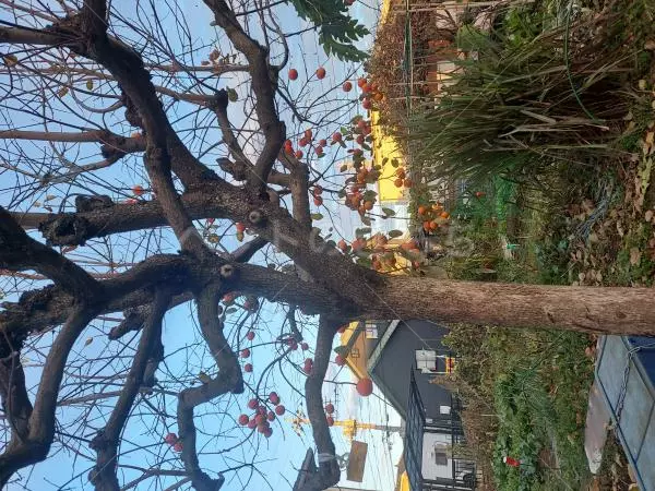 コメントの画像