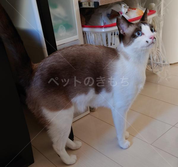 迷子猫の画像