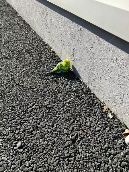 コメントの画像