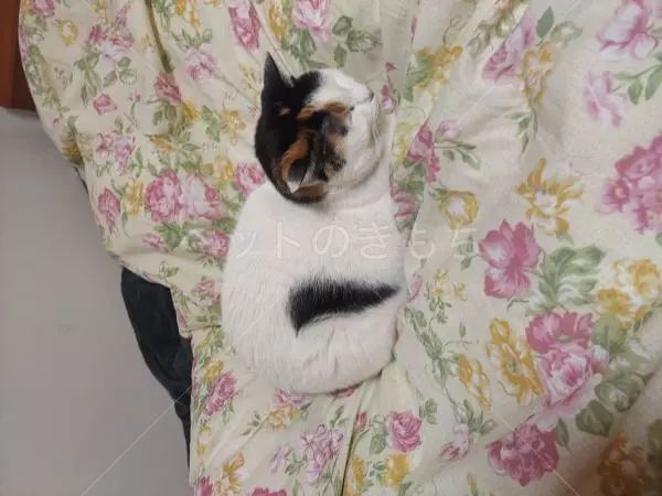 コメントの画像