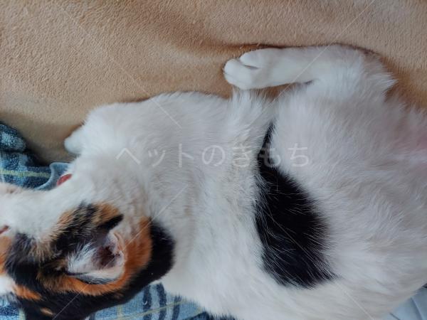 三毛猫~断捨離中~（感謝） 三毛猫~断捨離中~様 専用（感謝）