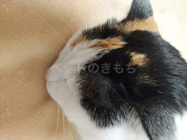 コメントの画像