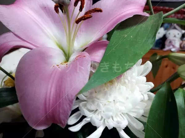 コメントの画像