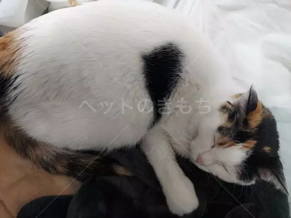 コメントの画像