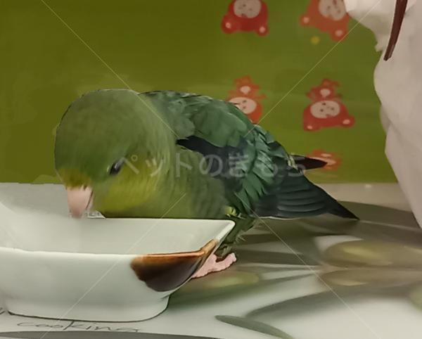 迷子鳥の画像