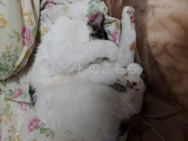 コメントの画像