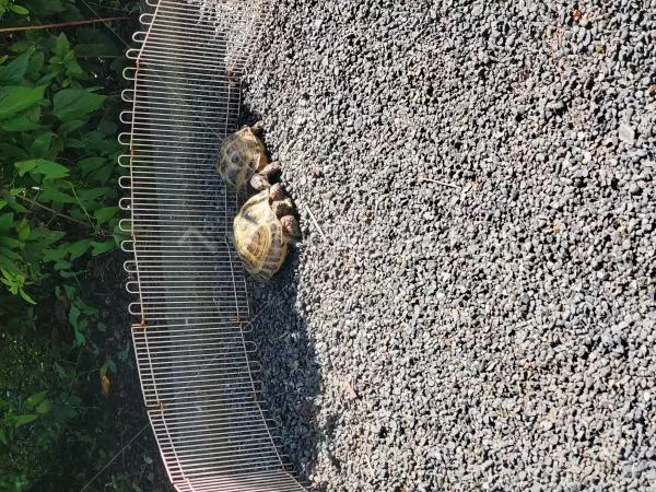 迷子ペットの画像