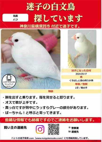 迷子鳥の画像