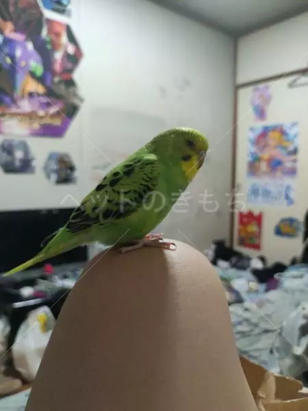 迷子鳥の画像