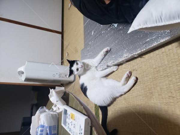 迷子猫の画像