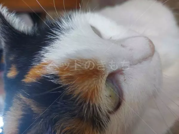 コメントの画像