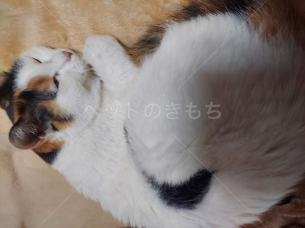 見つかりました］栃木県小山市城北で三毛猫が迷子になりました