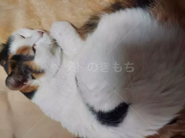 コメントの画像