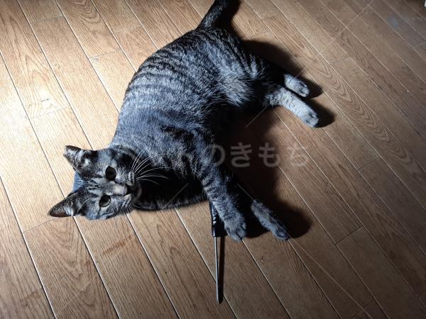 コメントの画像