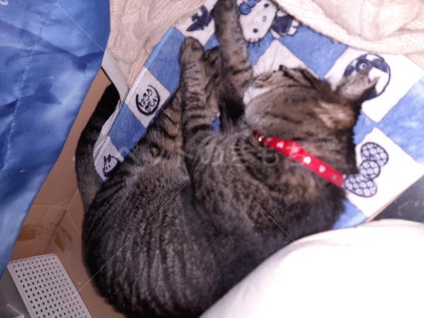 コメントの画像