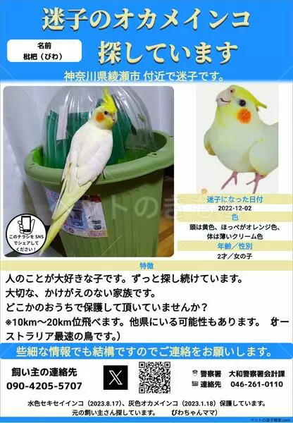 コメントの画像