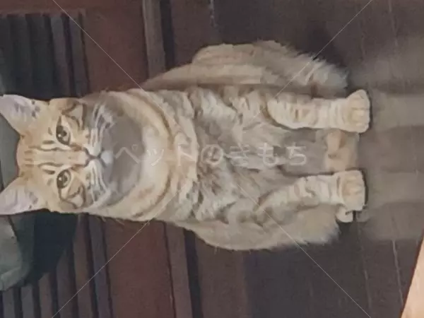 迷子猫の画像