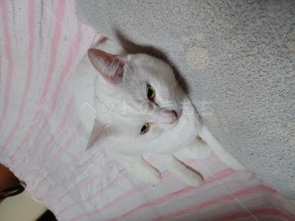 迷子猫の画像