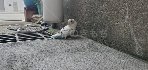 保護鳥の画像