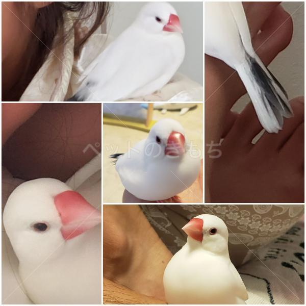 迷子鳥の画像